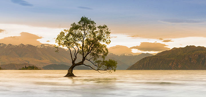 Wanaka Tree CROPPED