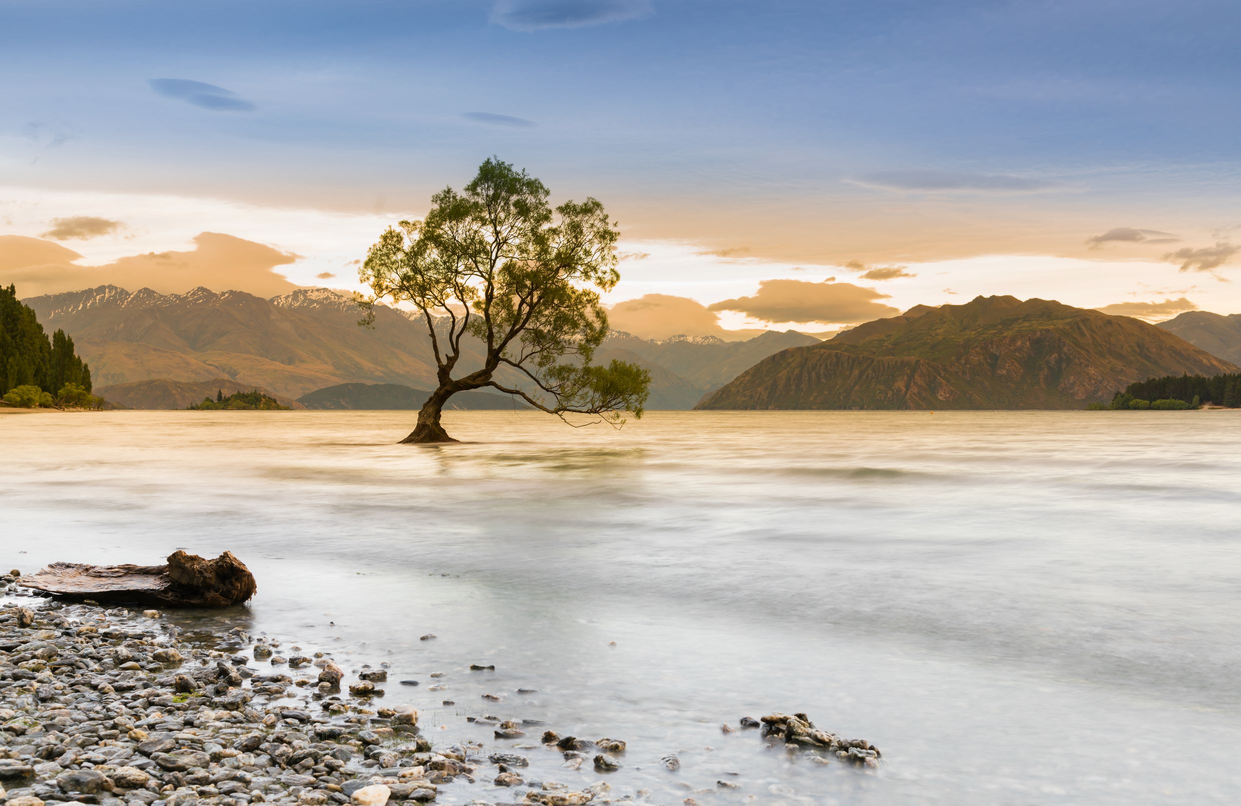 Wanaka Tree